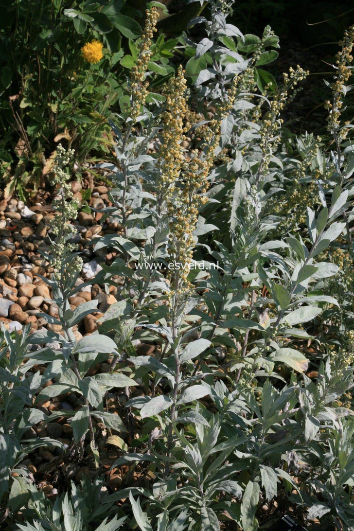 Artemisia ludoviciana 'Valerie Finnis'