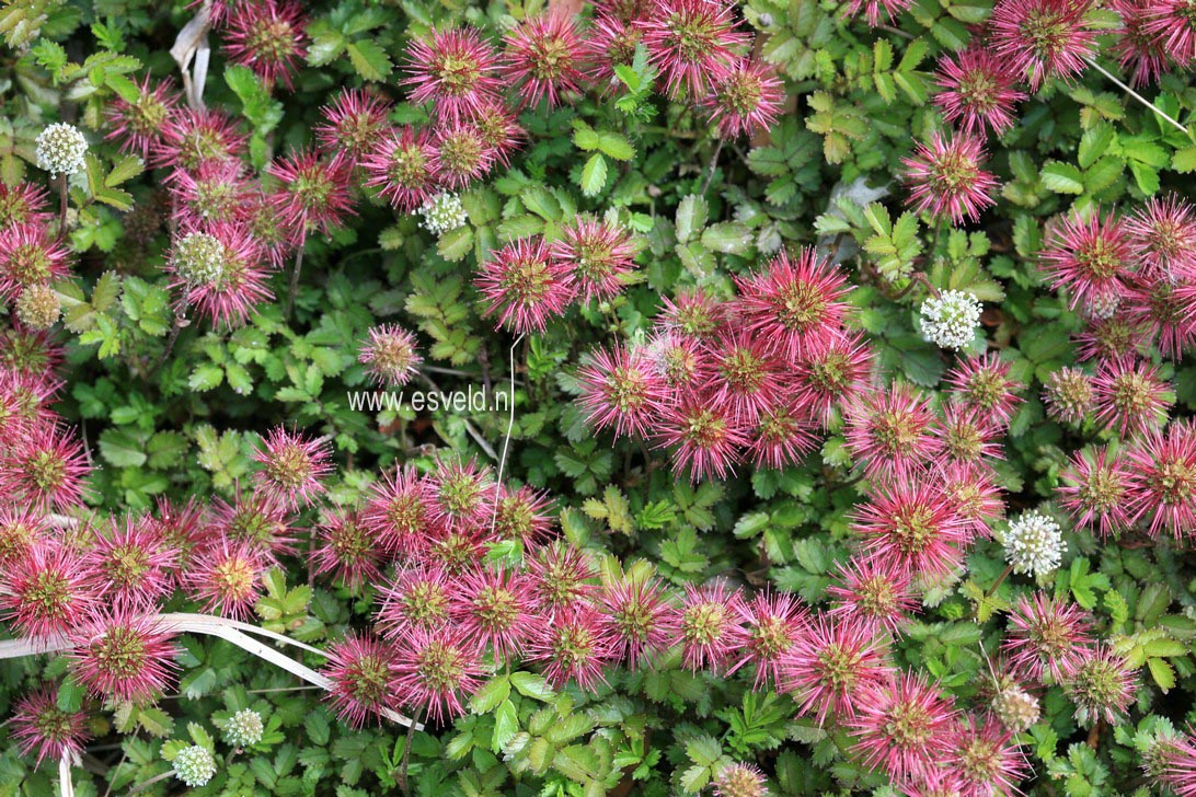 Acaena novae-zelandiae