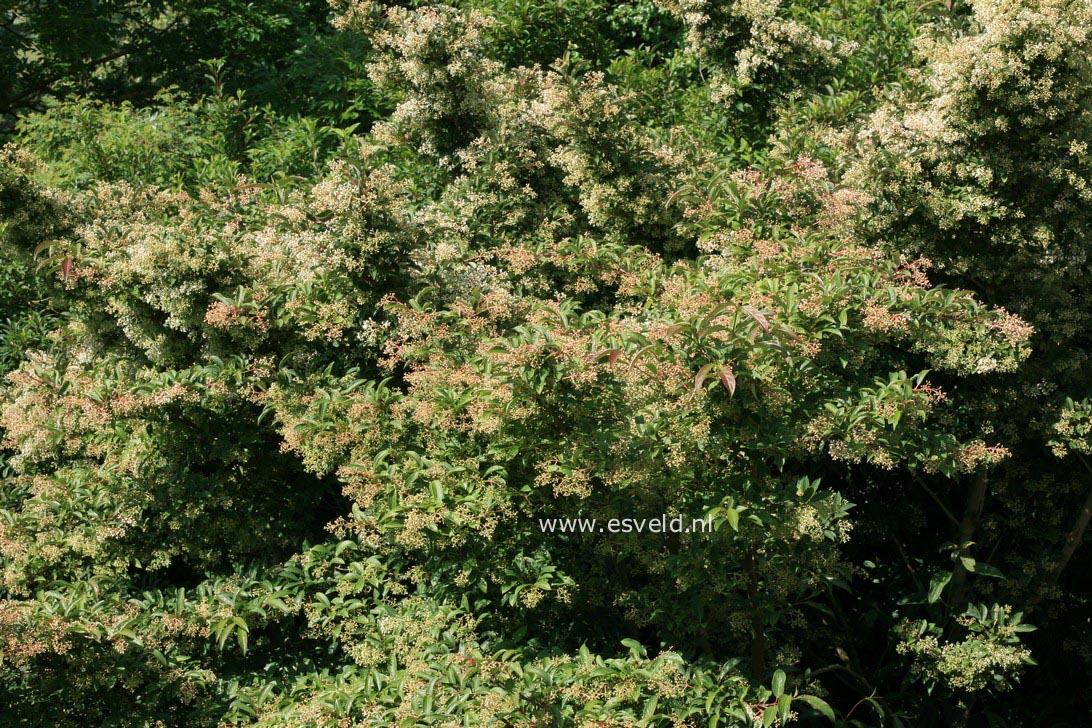 Viburnum hillieri 'Winton'