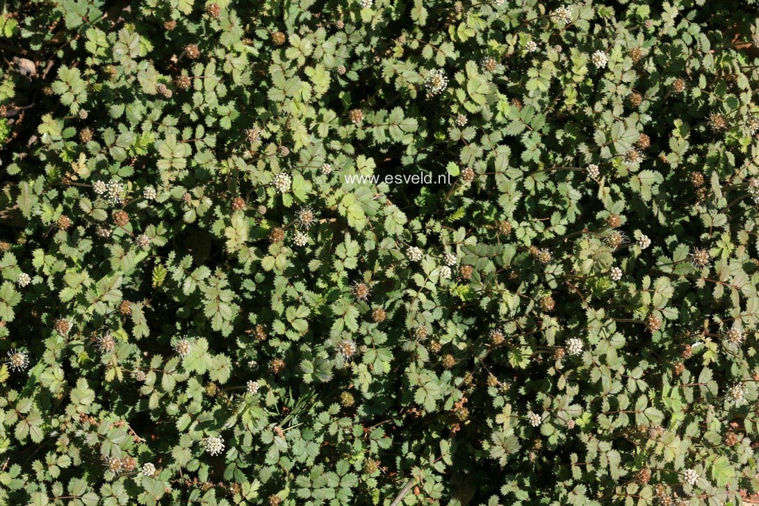 Acaena microphylla 'Kupferteppich'