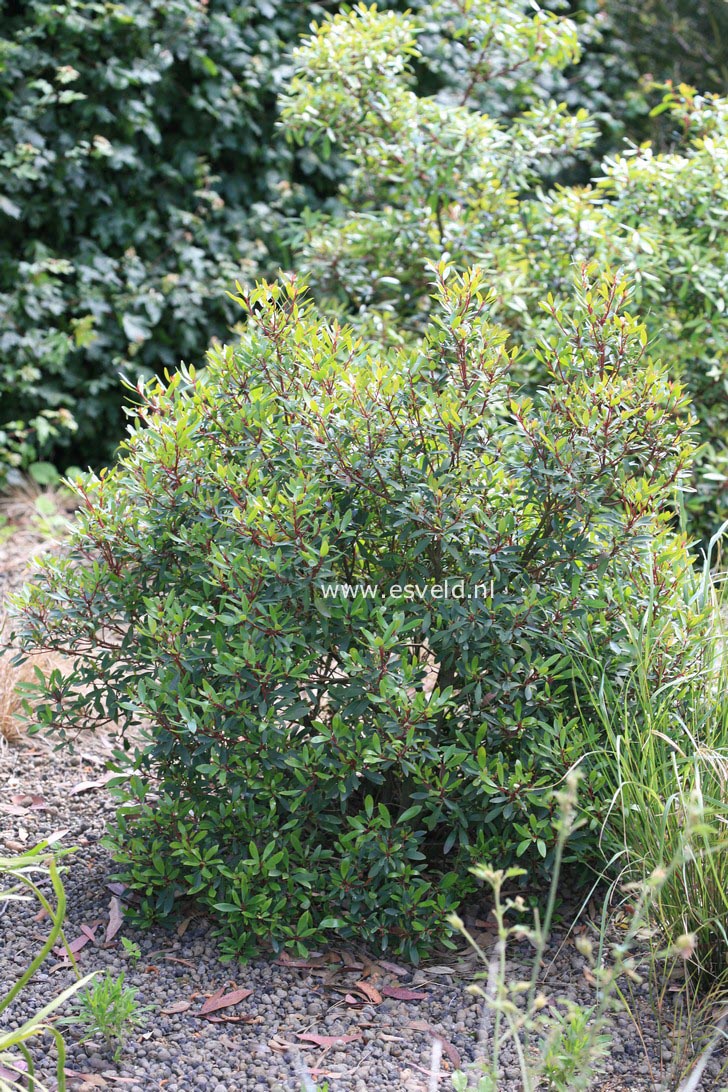 Drimys lanceolata