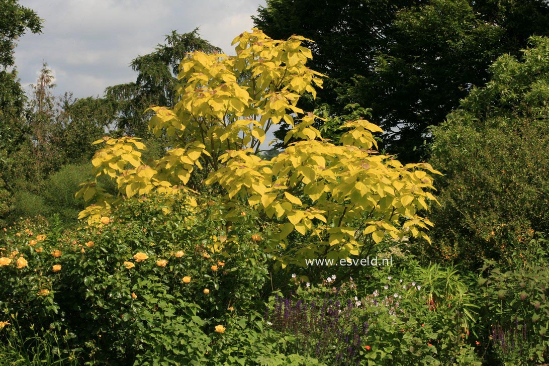 Catalpa bignonioides 'Aurea'