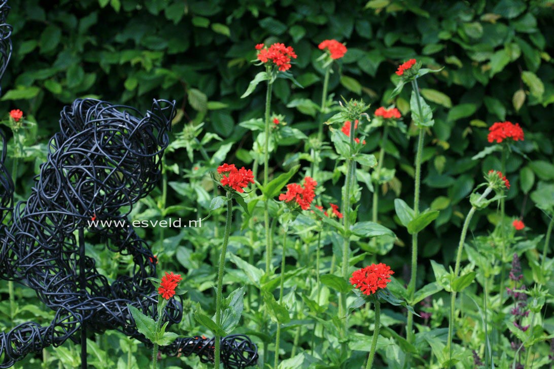 Lychnis chalcedonica