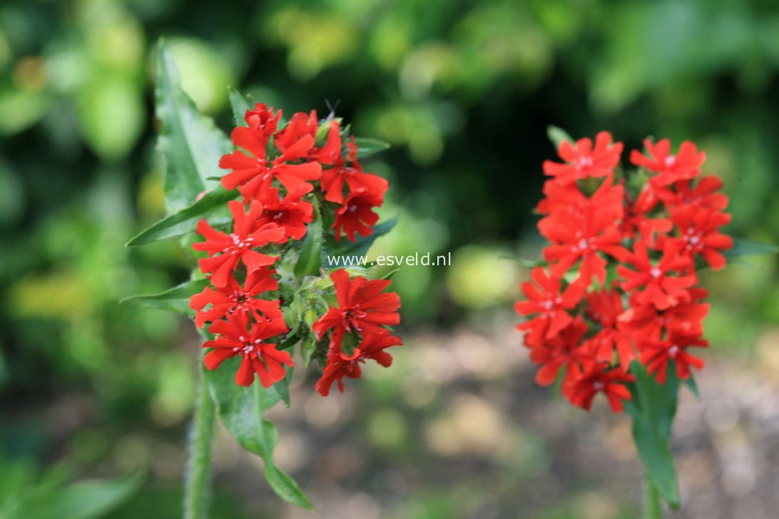 Lychnis chalcedonica