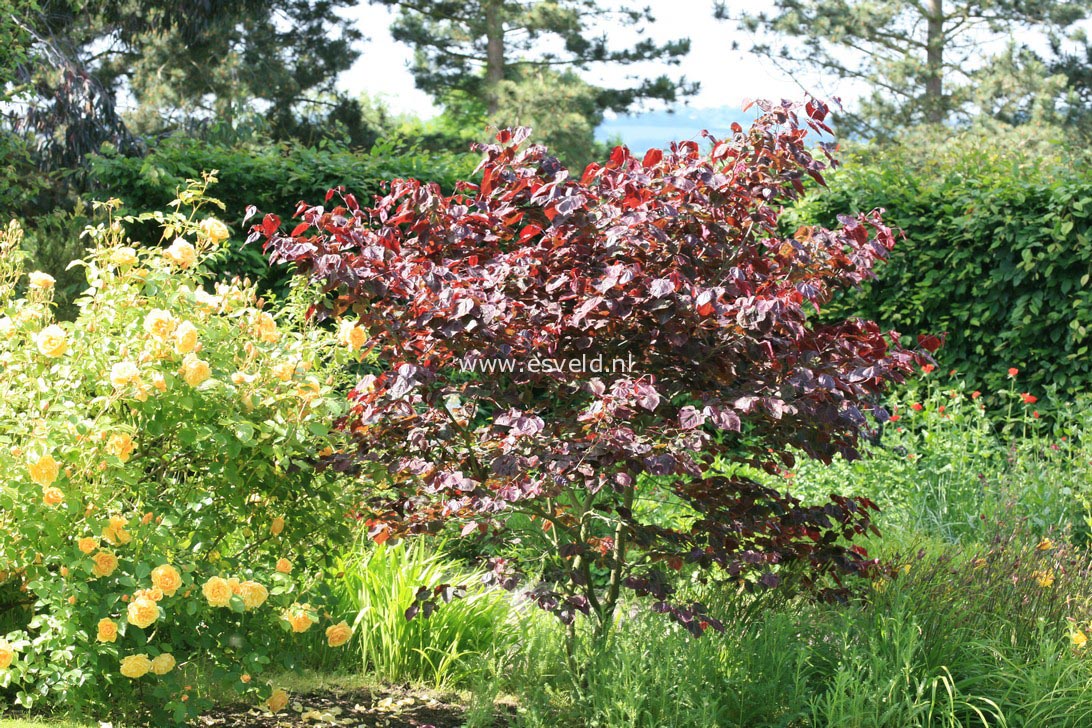 Cercis canadensis 'Forest Pansy'