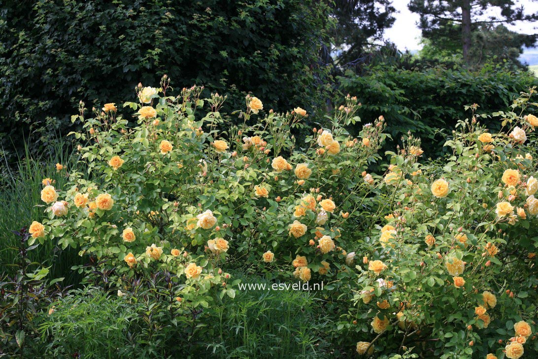 Rosa 'Ausmas' (GRAHAM THOMAS)