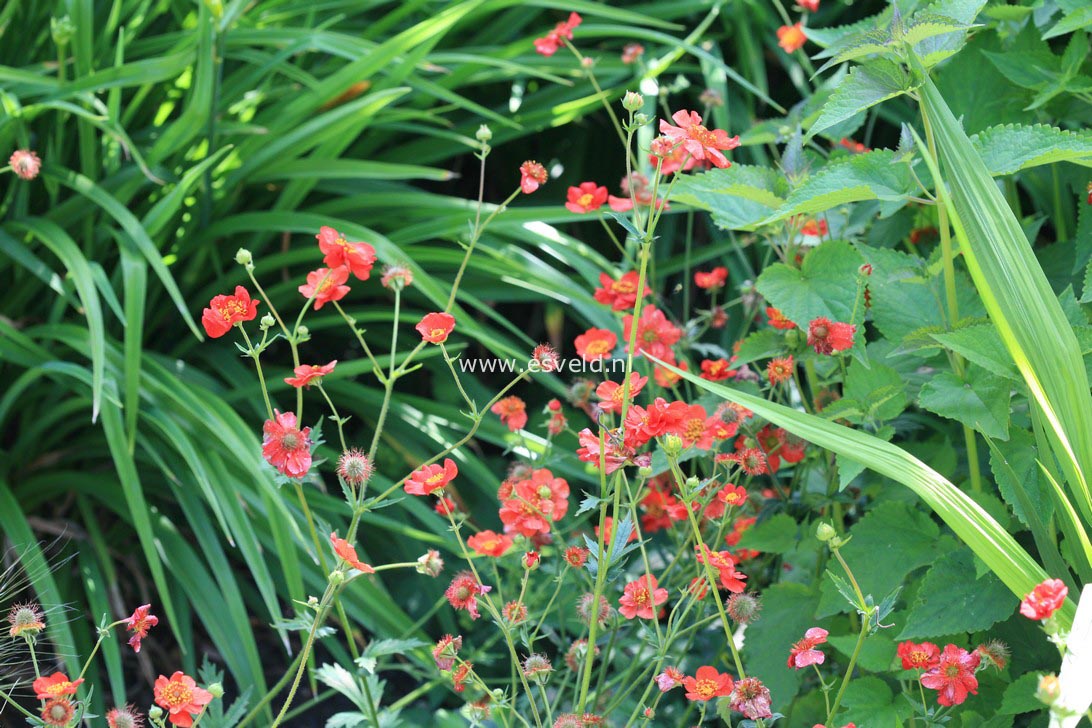 Geum chiloense 'Mrs. Bradshaw'