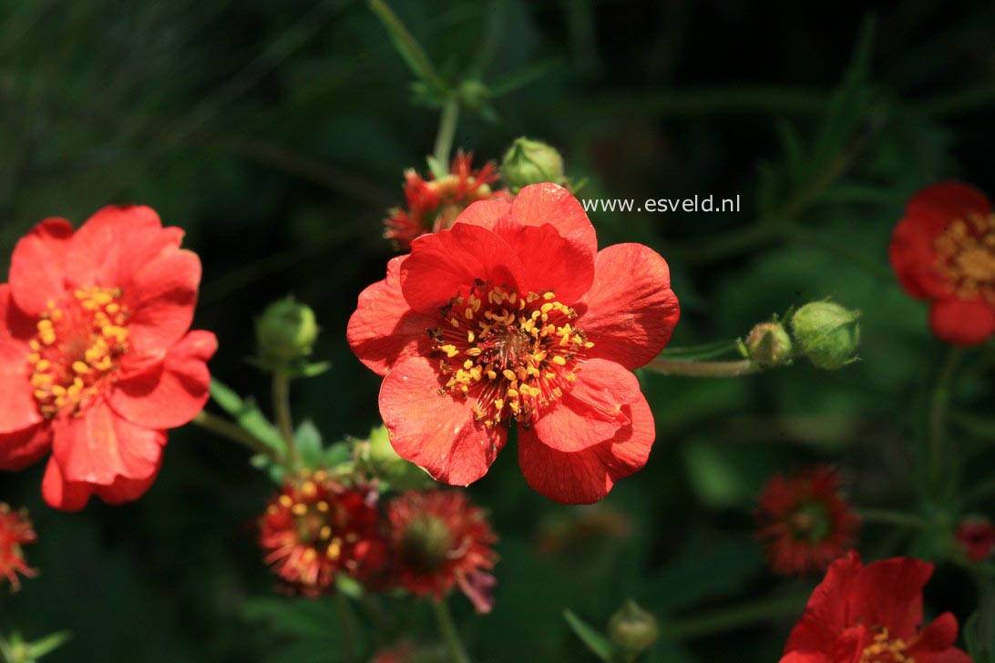 Geum chiloense 'Mrs. Bradshaw'