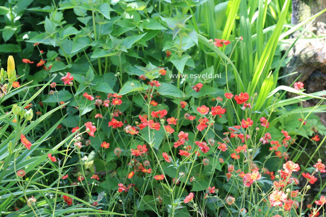 Geum chiloense 'Mrs. Bradshaw'