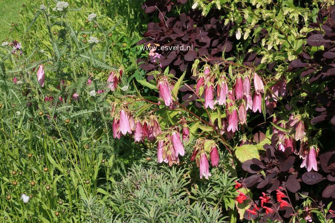 Campanula 'Elizabeth'