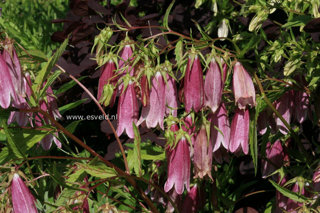 Campanula 'Elizabeth'