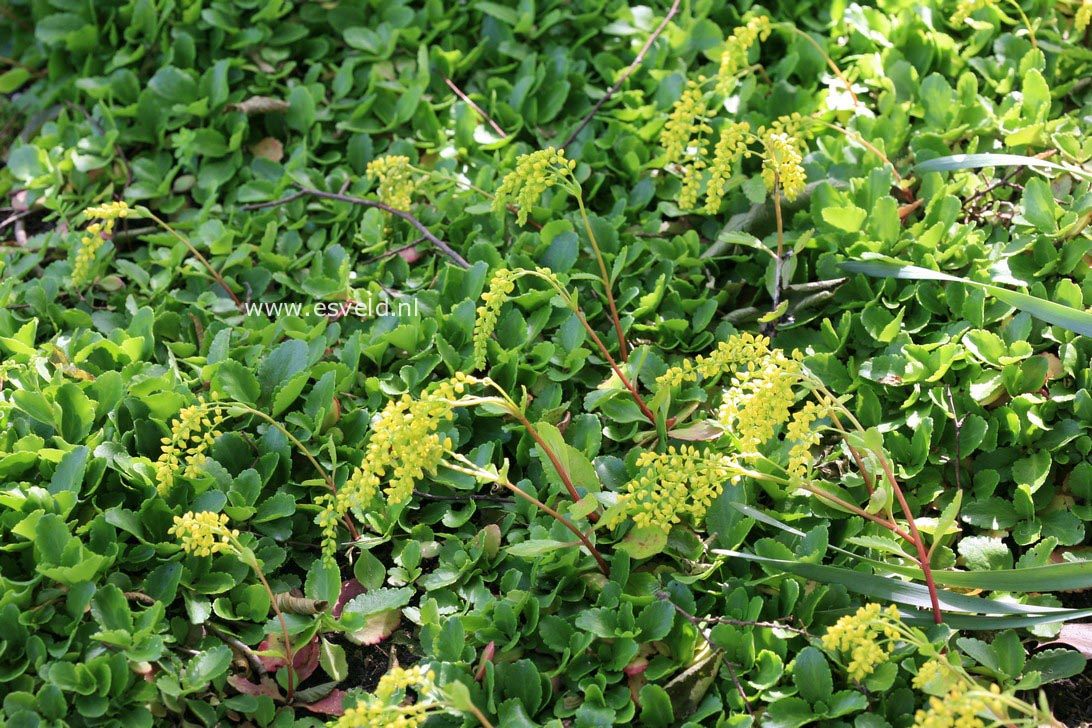 Chiastophyllum oppositifolium