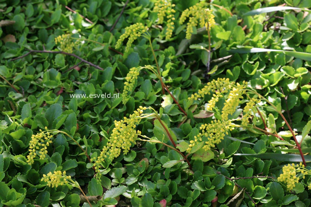 Chiastophyllum oppositifolium