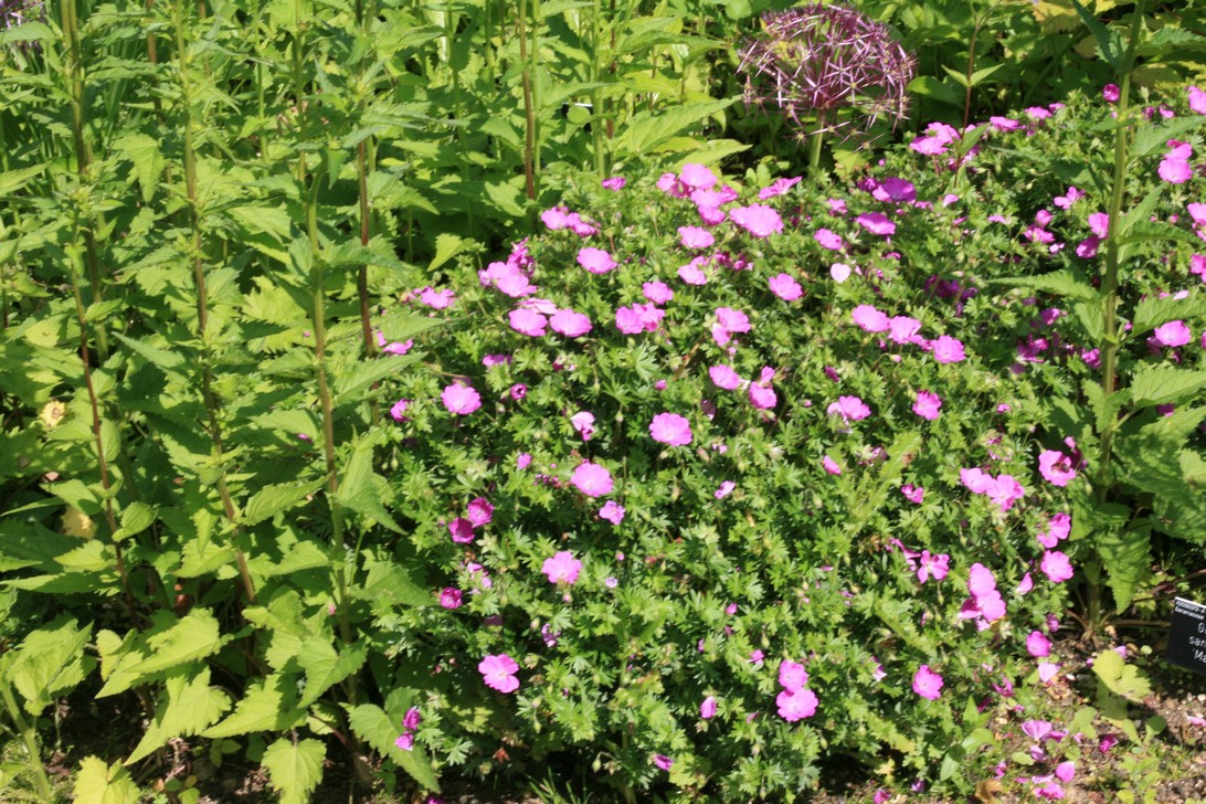 Geranium sanguineum 'Max Frei'