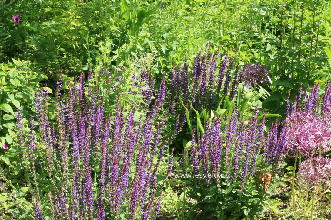 Salvia nemorosa 'Ostfriesland'