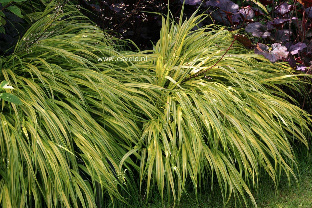 Hakonechloa macra 'Aureola'