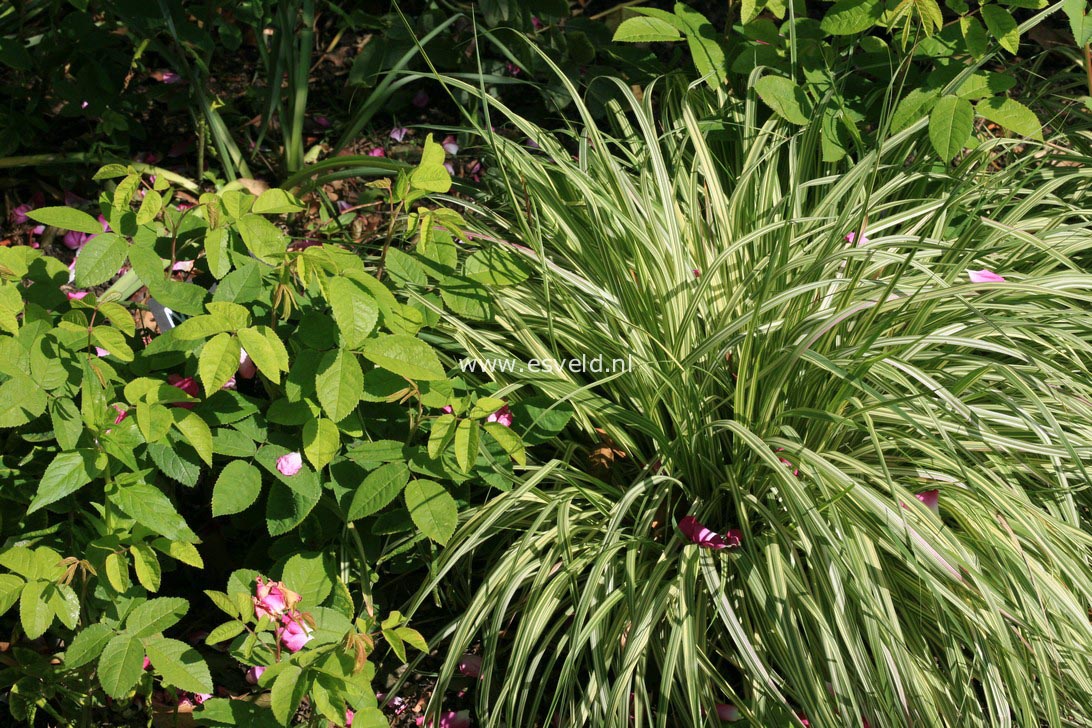 Molinia caerulea 'Variegata'