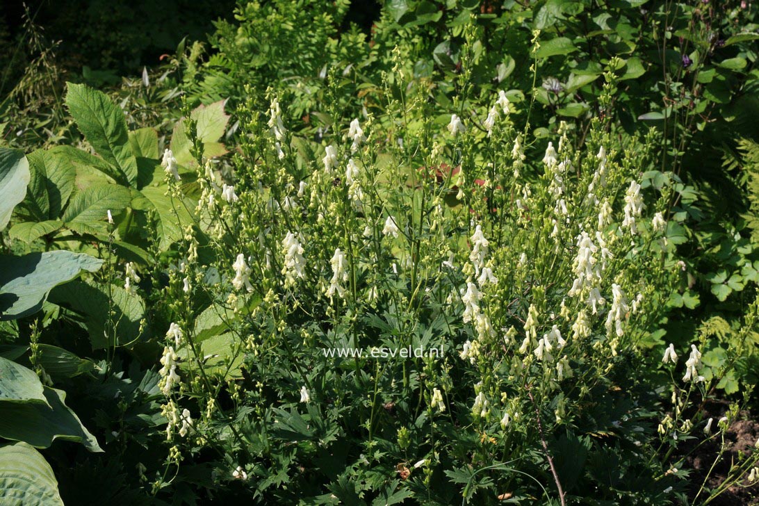 Aconitum septentrionale 'Ivorine'