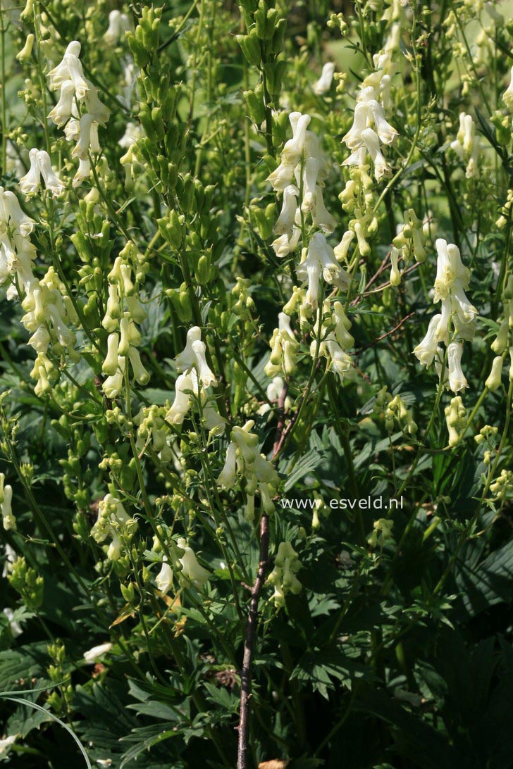 Aconitum septentrionale 'Ivorine'