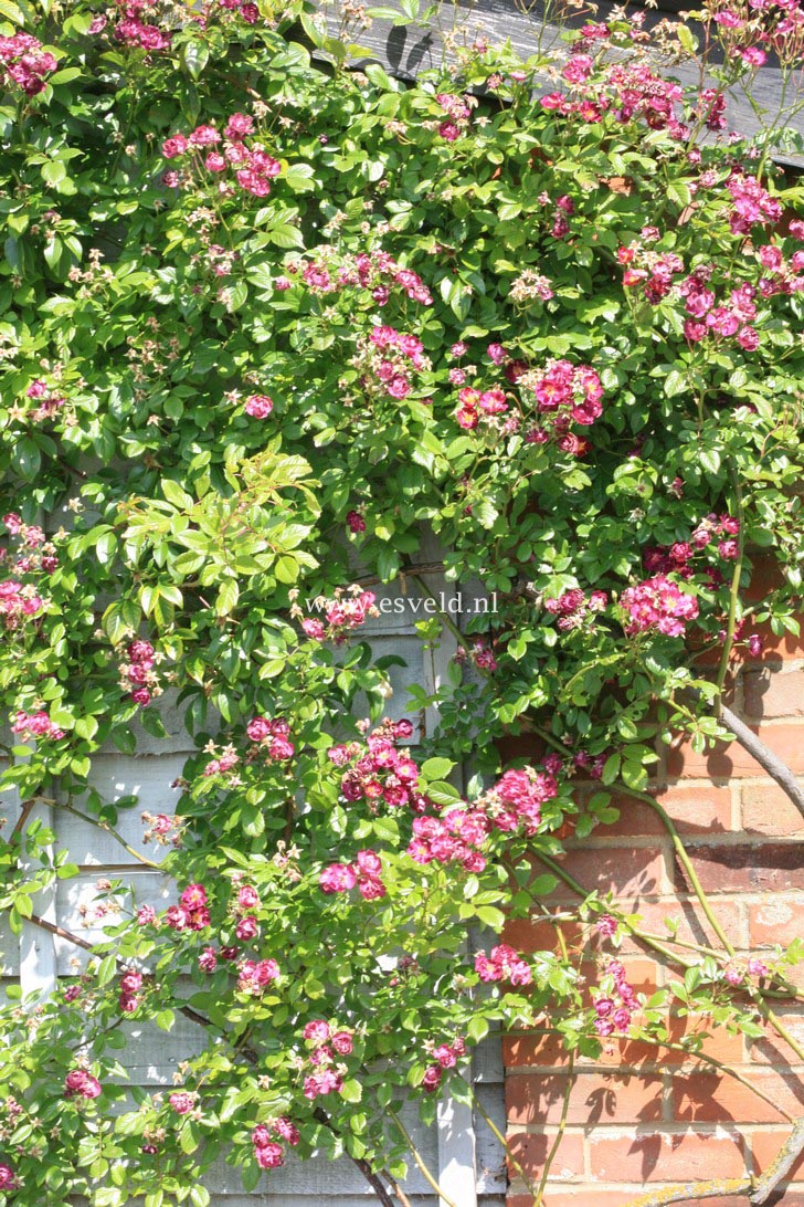Rosa 'Violetta'