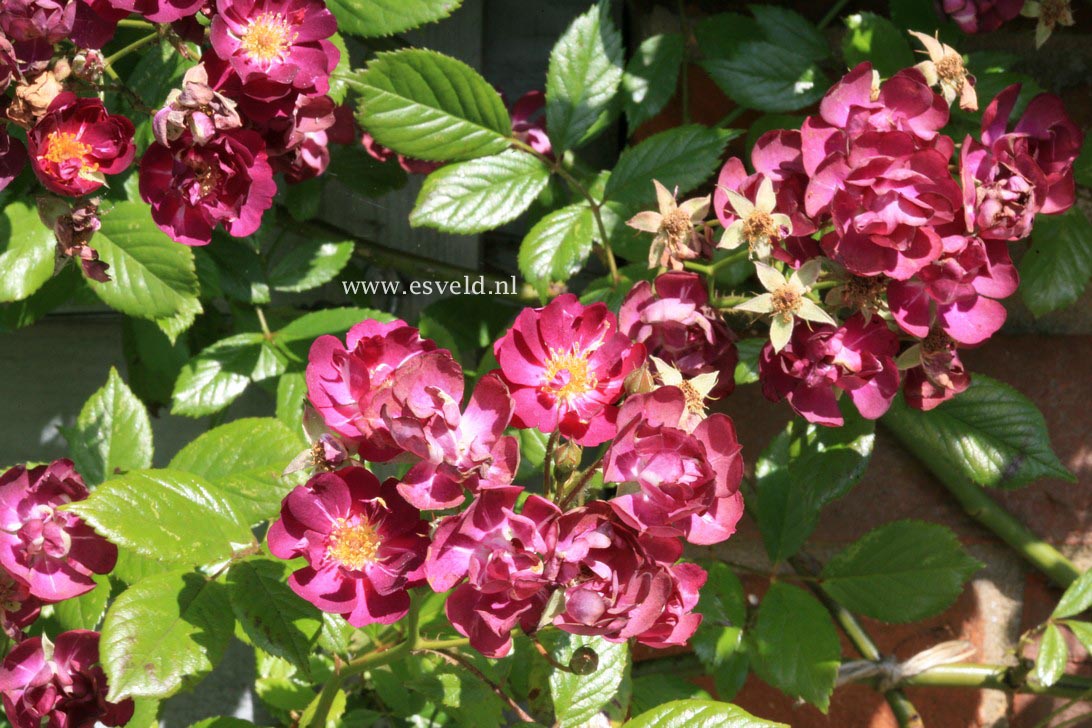 Rosa 'Violetta'