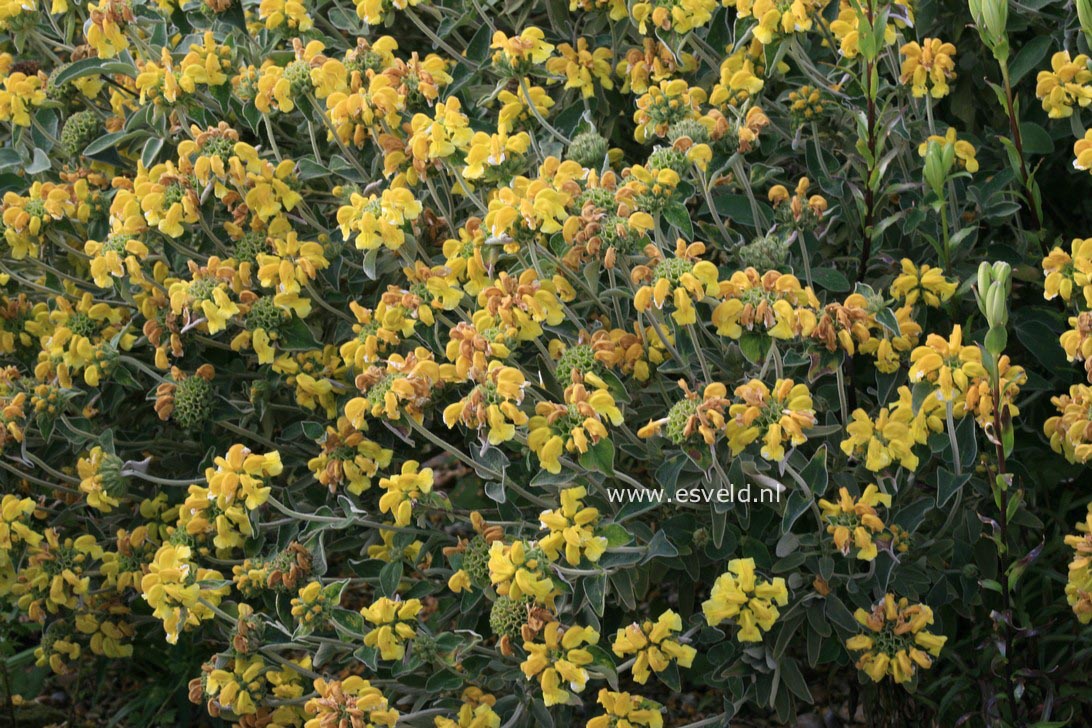 Phlomis fruticosa