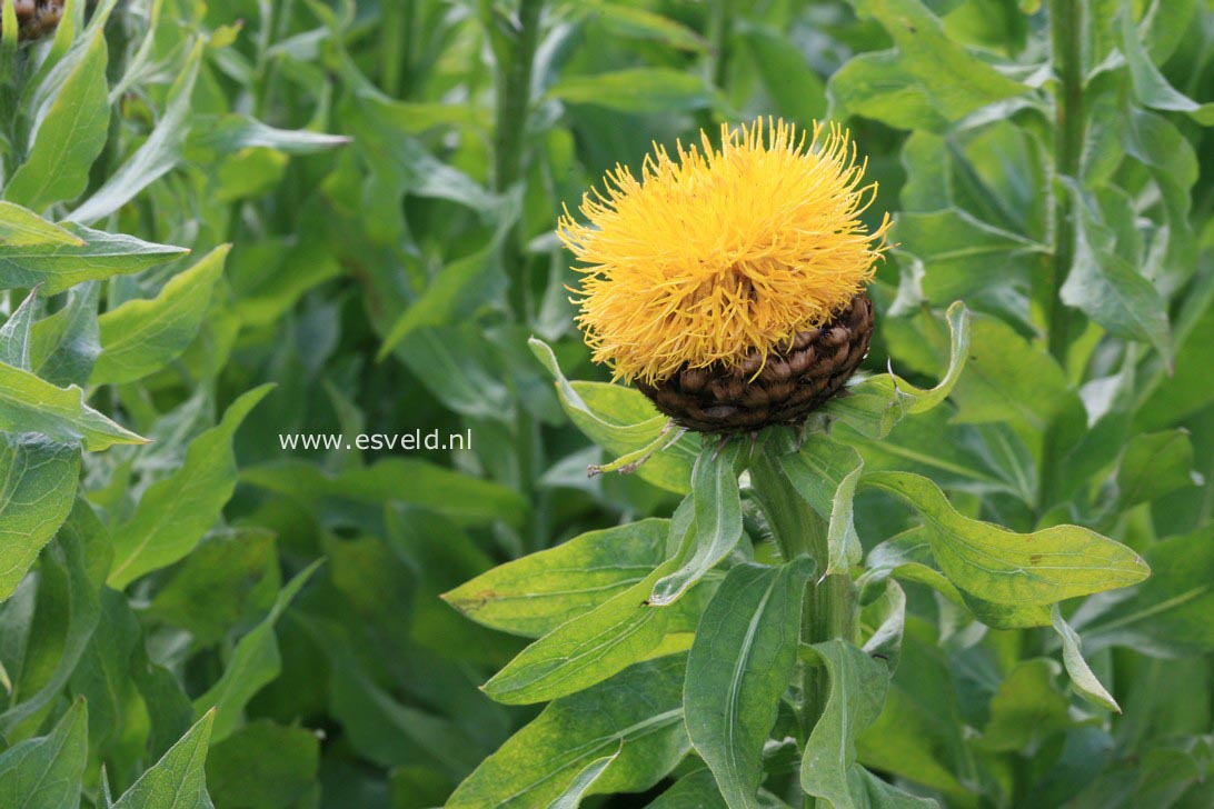 Centaurea macrocephala