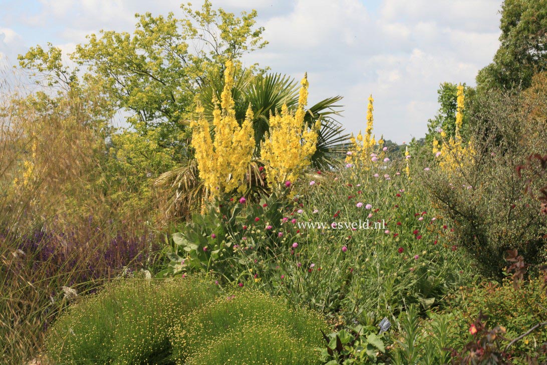 Verbascum olympicum