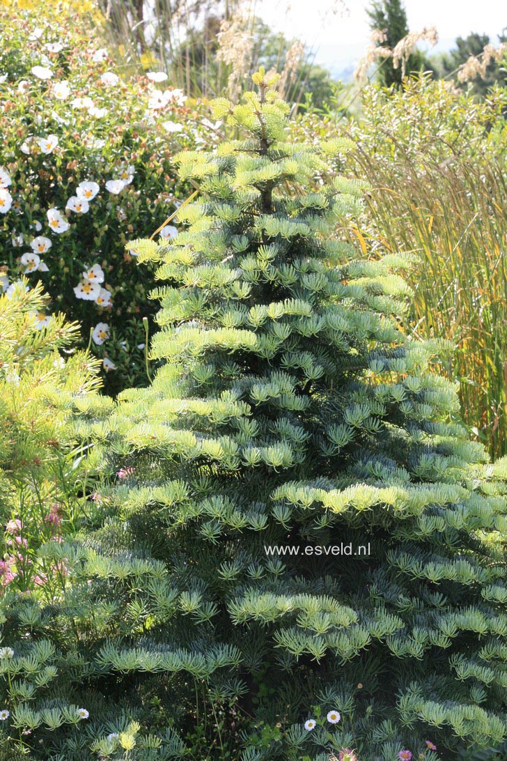 Abies concolor 'Archer's Dwarf'