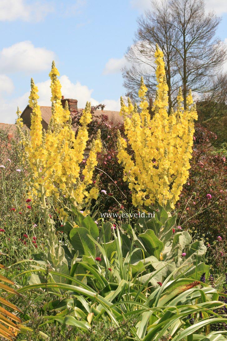 Verbascum olympicum