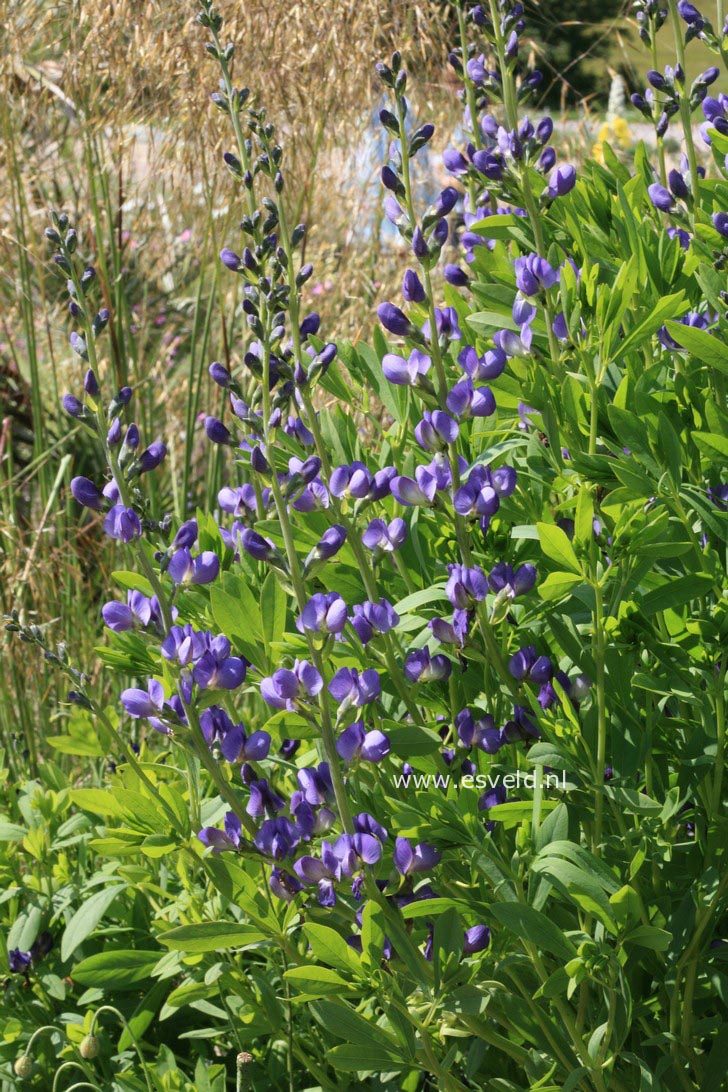 Baptisia australis