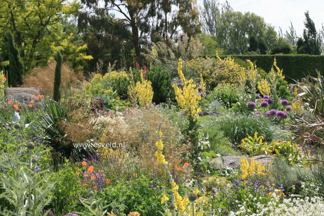 Verbascum olympicum