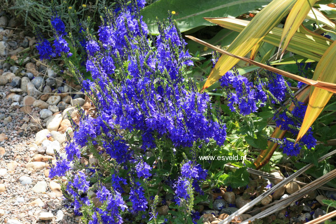 Plantentuin Esveld