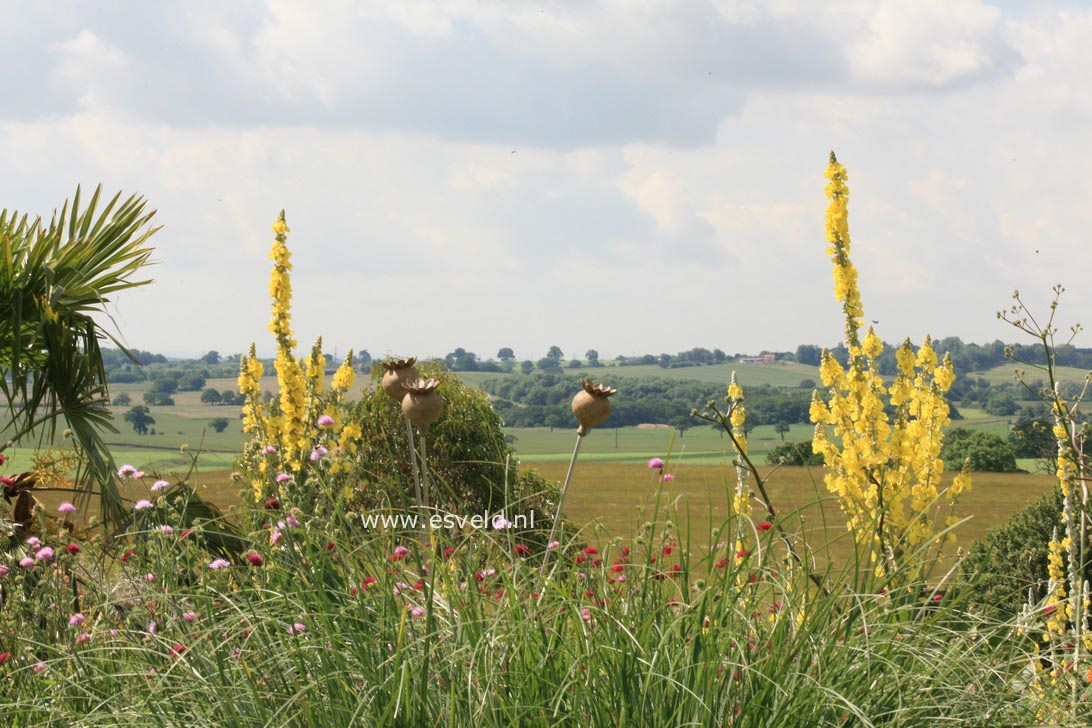 Verbascum olympicum