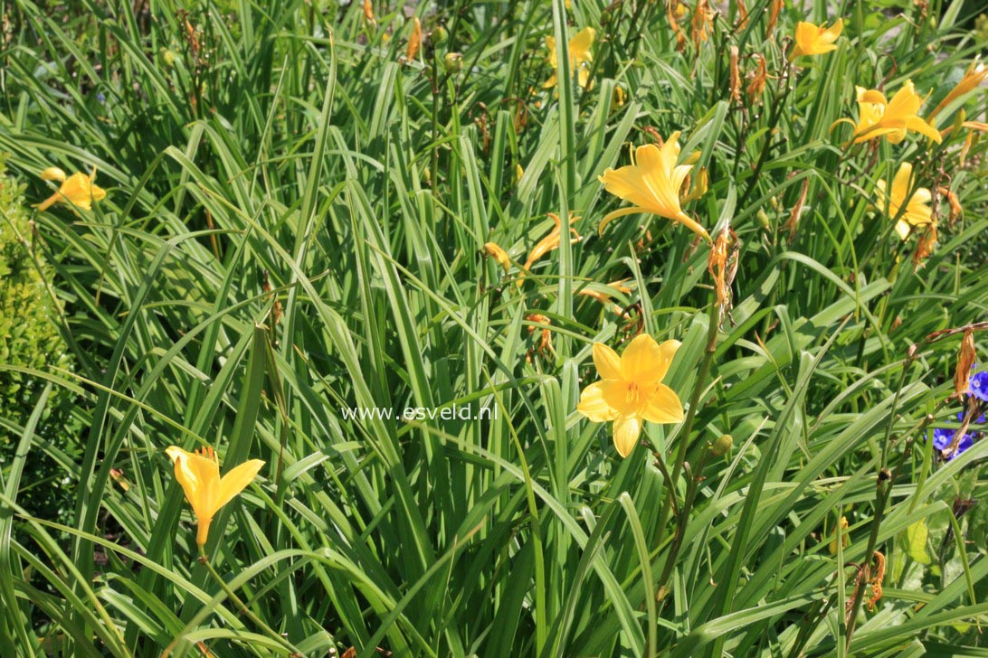 Hemerocallis lilioasphodelus