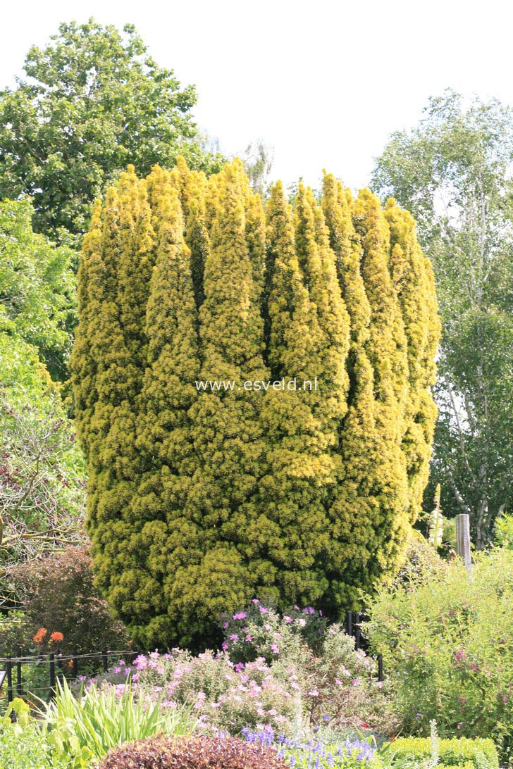 Taxus baccata 'Fastigiata Aurea'