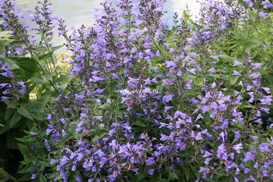 Nepeta sibirica 'Souvenir d'Andre Chaudron'