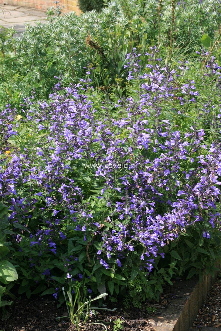 Nepeta sibirica 'Souvenir d'Andre Chaudron'