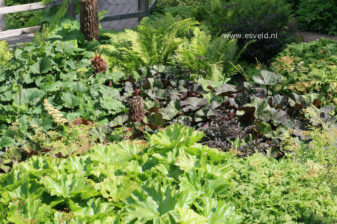 Darmera peltata