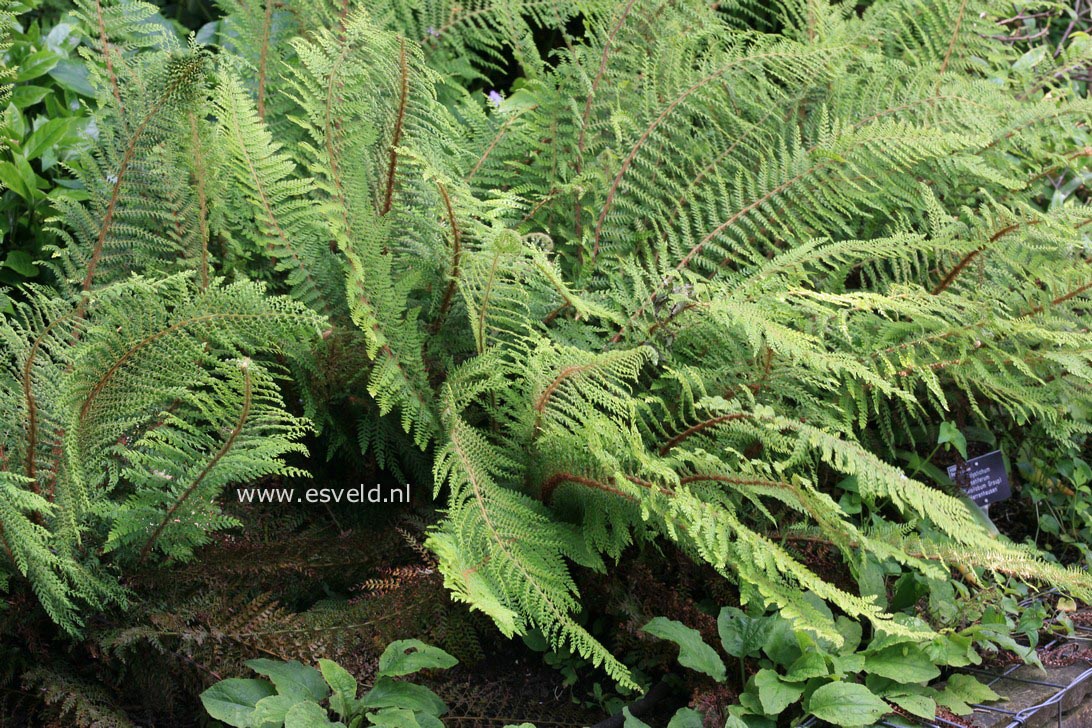 Polystichum setiferum 'Herrenhausen'