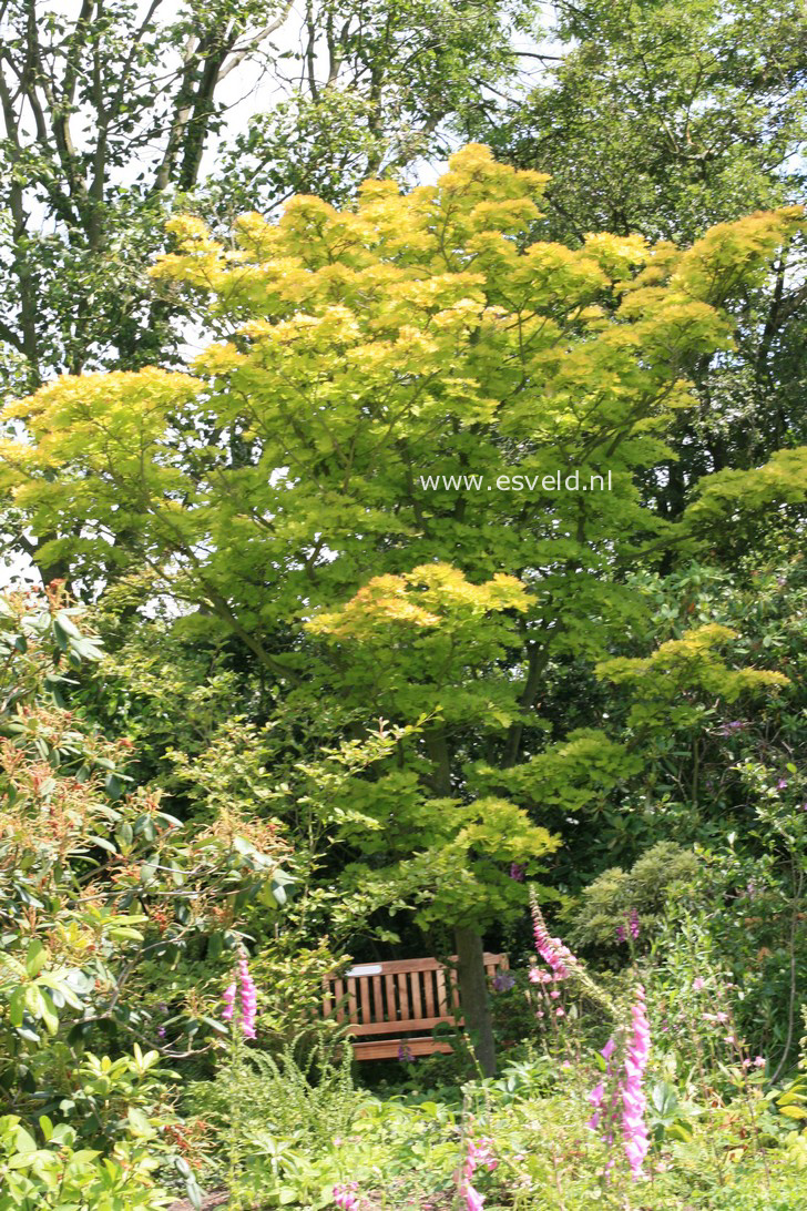 Acer shirasawanum 'Aureum'