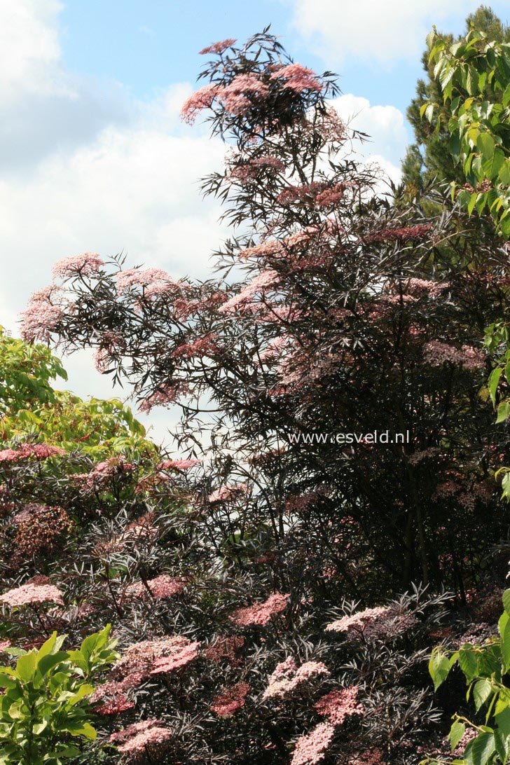 Sambucus nigra 'Eva' (BLACK LACE)