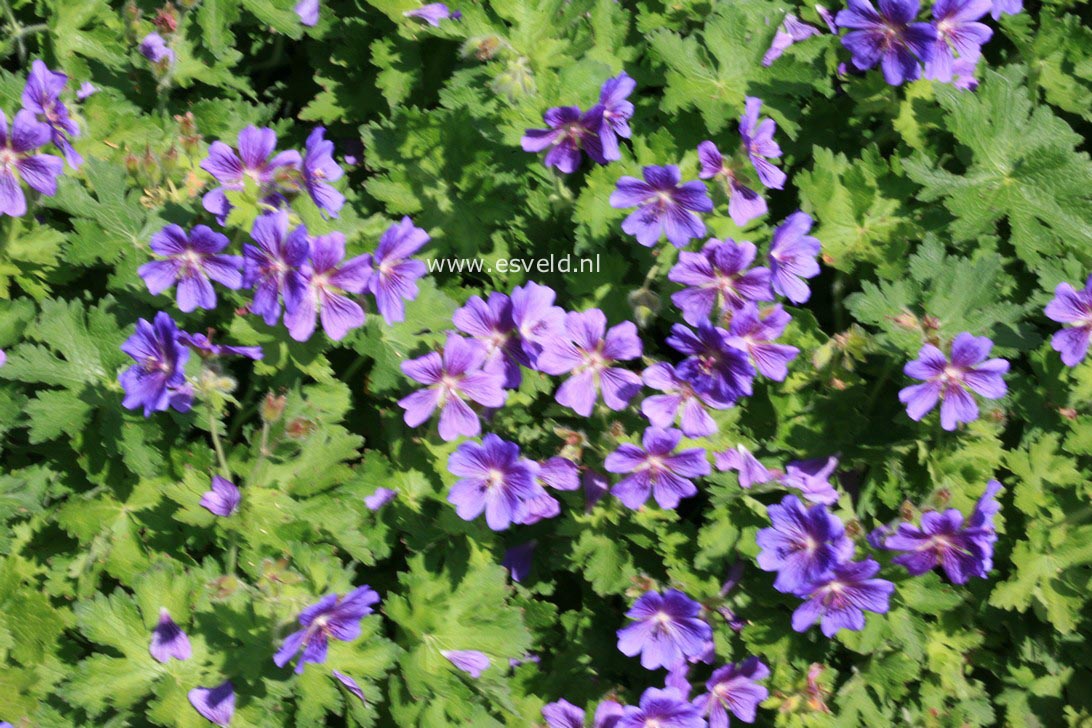 Geranium magnificum