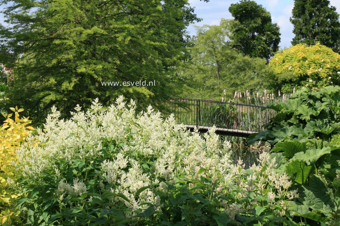 Persicaria polymorpha