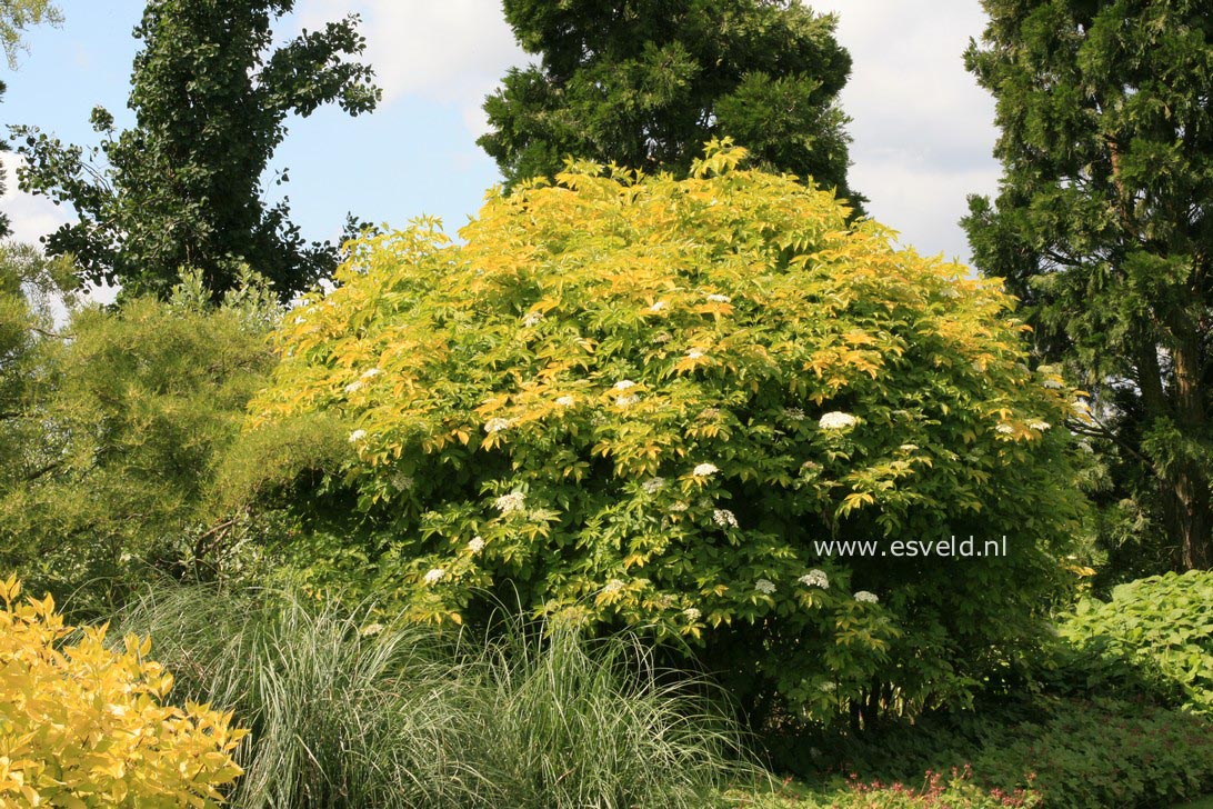 Sambucus nigra 'Aurea'