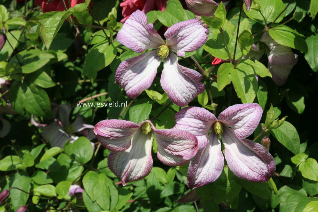 Clematis 'Pagoda'