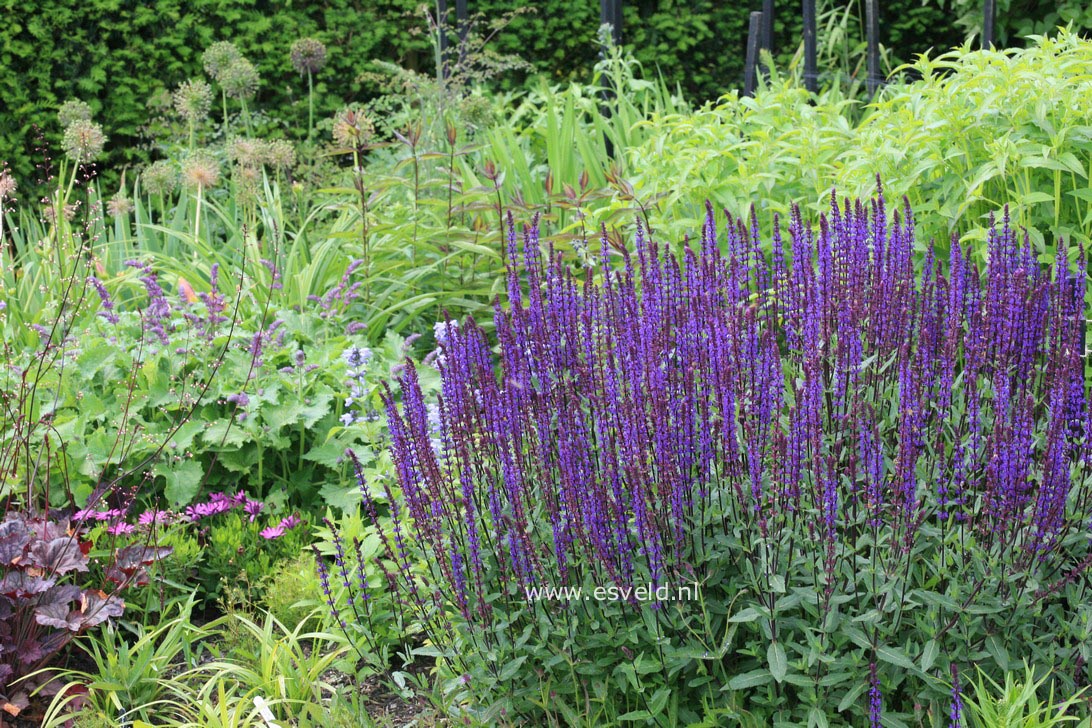 Salvia nemorosa 'Caradonna'