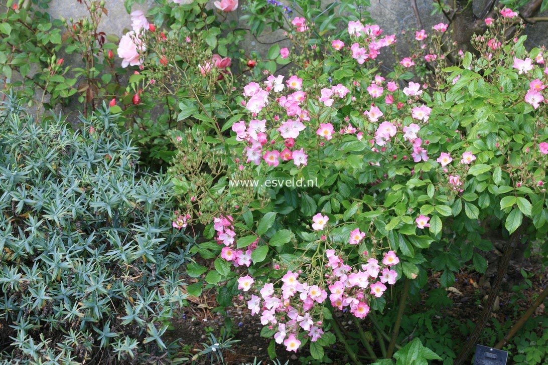 Rosa 'Ballerina'