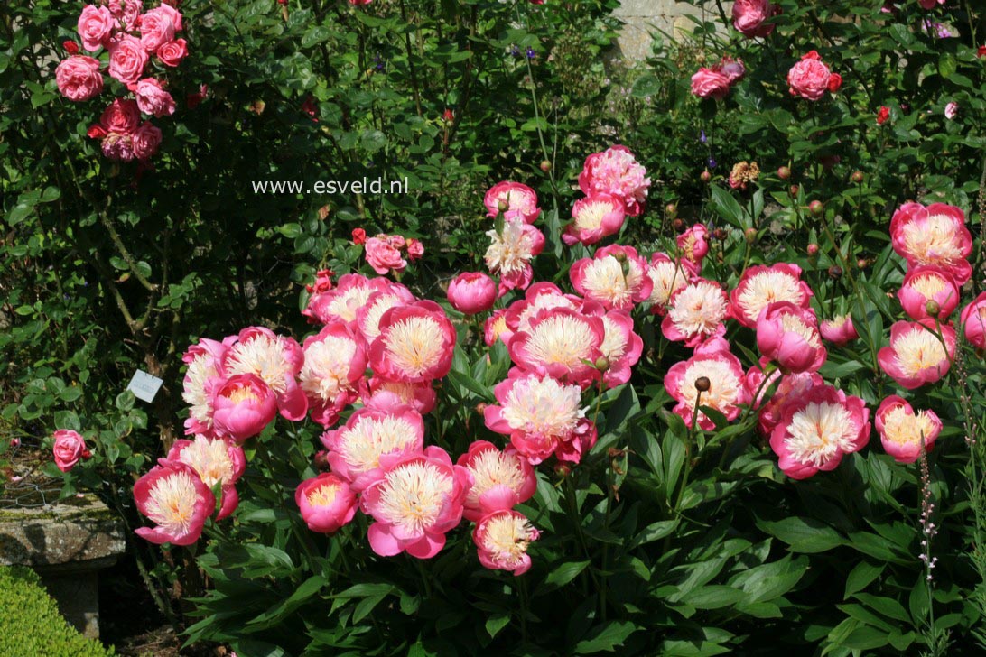 Paeonia 'Bowl of Beauty'