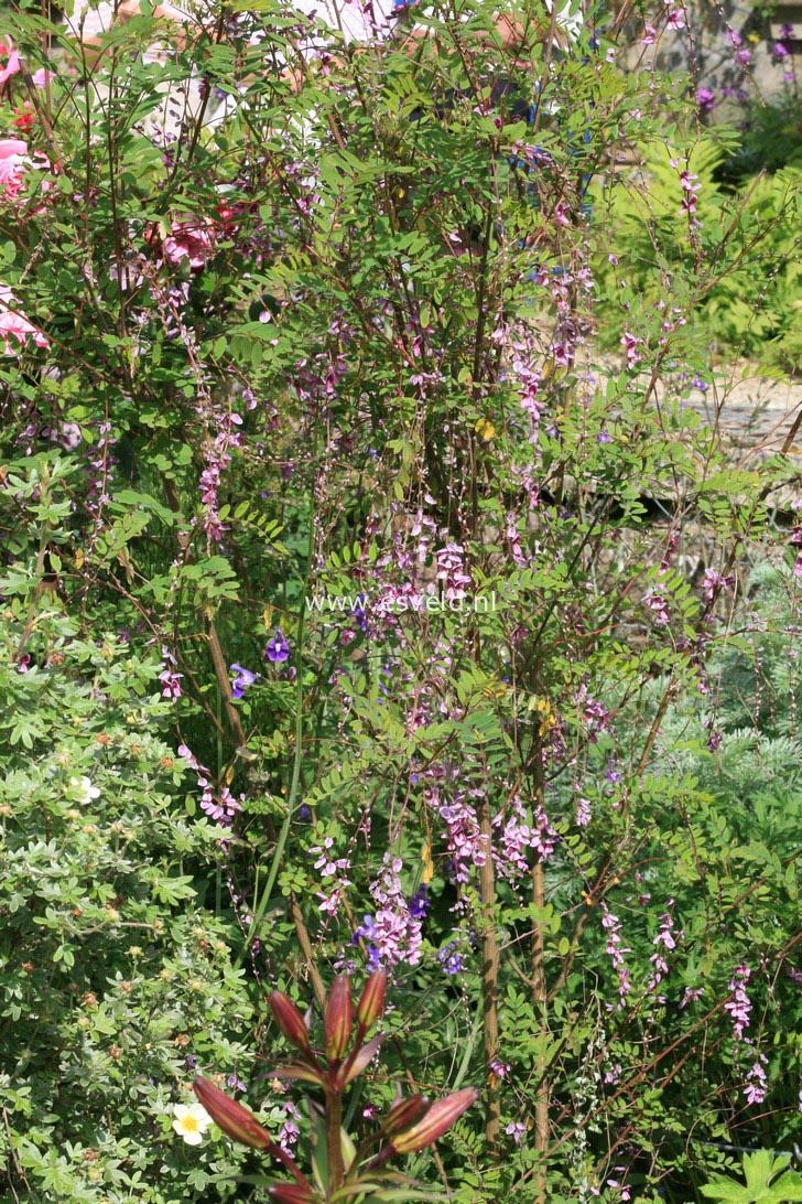 Indigofera pendula